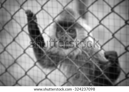 Blurred background. sad crying monkey in cage in Thailand zoo.