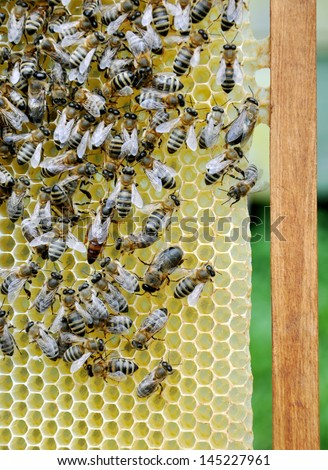 Bees on honey cells with the queen bee in the middle