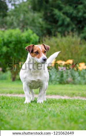 Weiblicher Jack Russell Terrier. Female Jack Russell Terrier.