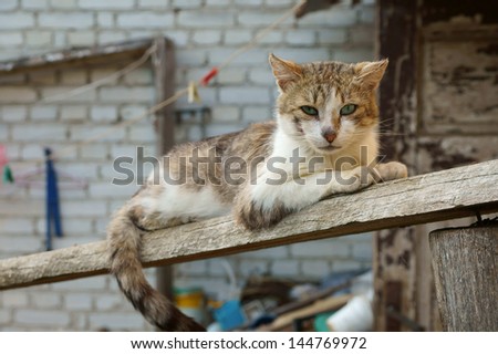 Hungry cat personifying poor rural life