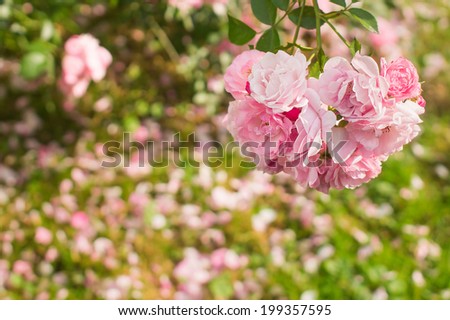 Pink roses in the garden on fallen petals background