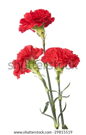 Red Carnation Flowers On White Background Stock Photo 29815519 ...