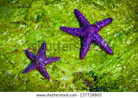 Two purple starfish on green sea weed
