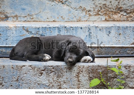 Black puppy asleep on blue faded porch