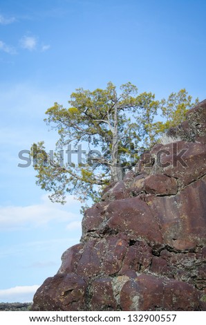Juniper tree on the edge of a lava rock cliff with blue sky behind.