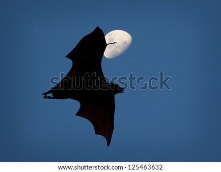 Flying Fox and the Moon. Another common name for flying fox is fruit bat .Here seen in Indonesia.  The hand has elongated fingers with a thin membrane of skin stretched between them.