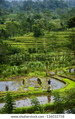 Bali Rice Terraces. This Sidemen, Bali, rice field represents some of the most beautiful landscapes in all of Asia. These verdant green rice terraces are over a thousand years old.