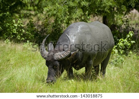 Water Buffalo. This water buffalo was seen on the island of Komodo in the Indonesian archipelago and will likely become Komodo Dragon food.