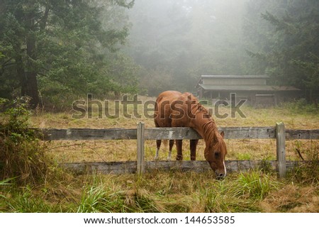 The grass is always greener. A horse finds the grass on the other side of the fence to be more to his liking.