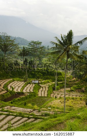 Bali, Indonesia Farmland. Besides rice, other crops such as peas, beans, and peanuts also grow well in this tropical environment.