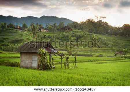 Bali Sunrise in the Rice Fields. The most beautiful rice terraces in all of Bali can be seen in the village of Sidemen, Bali, seen here at dawn.