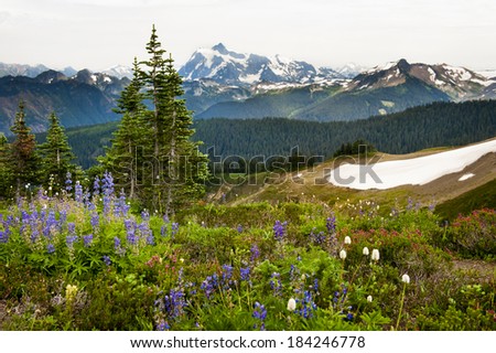 Alpine Wildflowers. Colorful wildflowers can be seen in the Mt.Baker National Forest along the Skyline Divide trail. Lupin, Indian Paintbrush, and daises are common.