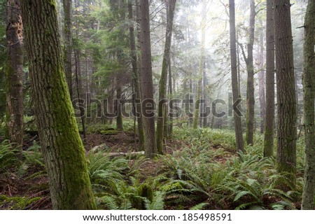 Foggy Forest. An atmospheric look at a Pacific Northwest forest during a foggy morning. Firs trees and ferns are the predominate flora in the area. The fog adds a spooky feel to the landscape.