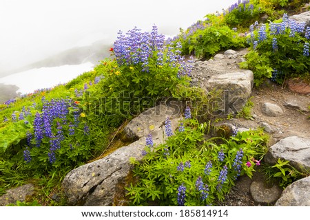 Mt. Baker Wildflowers. Beautiful wildflowers such as yellow asters, purple lupine, and Indian paintbrush, dominate the landscape on the Heliotrope Ridge hike near the peak of Mt. Baker, Washington.
