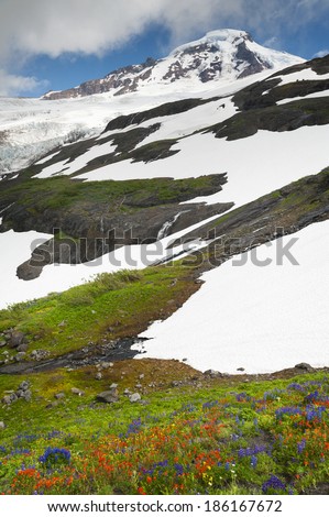 Mt. Baker Wildflowers. The wildflowers, lupine, indian paintbrush, yellow aster, among others carpet the landscape of Mt. Baker, Washington. August is the best month for viewing this special treat.