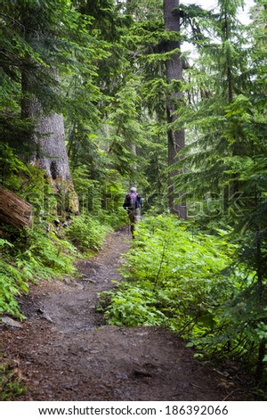Hiking the Heliotrope Ridge Trail. A senior citizen hikes in the Mt.Baker National Forest on the Heliotrope Ridge trail that leads to the summit of the mountain. Fir and cedar trees are dominant.