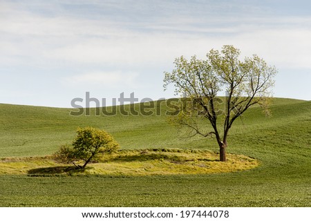 Big Tree, Little Tree. Crops surround a big and little tree in the Palouse area of eastern Washington State.
