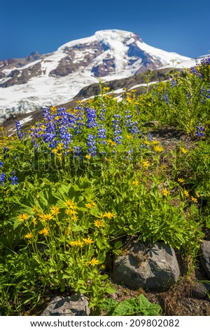 Mt. Baker Wildflowers. The wildflowers are in full bloom during the month of August. Lupine, yellow asters, and indian paintbrush are predominant in this area. Mt. Baker/Snoqualmie National Forest.