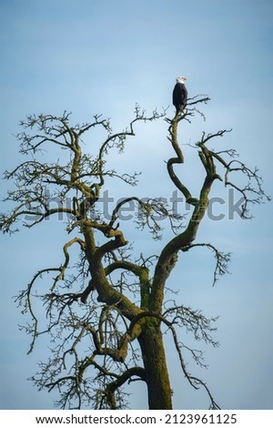 Mature Bald Eagle Perched in a Scraggly Tree. Beautiful eagle resting after a morning of hunting in an adjacent farm field seen in the Skagit Valley, Washington state. Stock foto © 