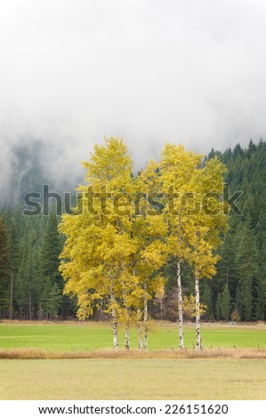 Aspen Trees in Full Color. October is the best time to view the extraordinary color of the Aspen and Cottonwood trees in the historic Methow Valley of eastern Washington state.