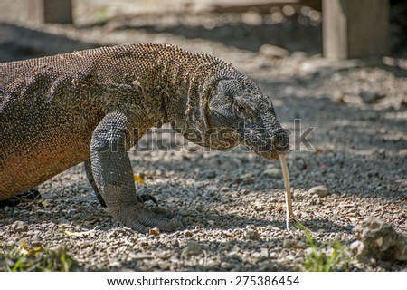 Wild Komodo Dragon. Komodo dragons hunt and ambush prey including invertebrates, birds, and mammals.A member of the monitor lizard family Varanidae, it is the largest living species of lizard.
