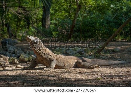 Komodo Dragon. The Komodo dragon (Varanus komodoensis), also known as the Komodo monitor, is a large species of lizard found in the Indonesian islands of Komodo, Rinca, Flores, Gili Motang, and Padar.