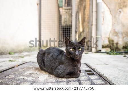 Outdoor cat on the street of the old town