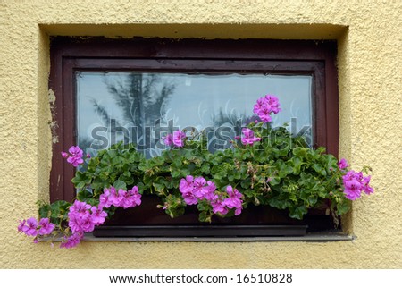 Old window with pink flowers in the flowerbox