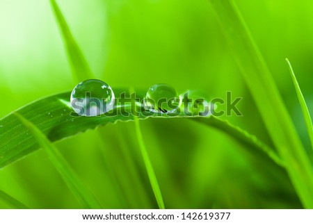 dews,dew drop,clear,water drop,drop,green