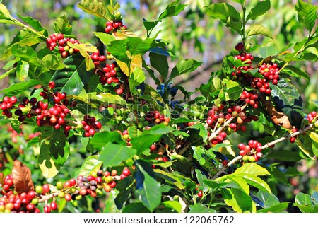 Coffee tree with ripe