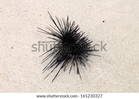 Sea urchin on the shore, sea animal