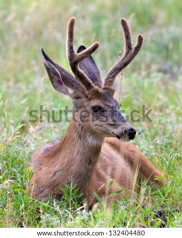 Male Mule Deer, Arizona