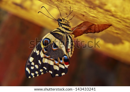 Butterfly emerging from pupa against bright background