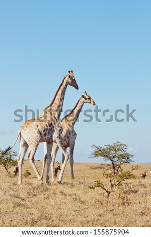 Giraffe pair on hill in South African veld on sunny morning with blesbuck