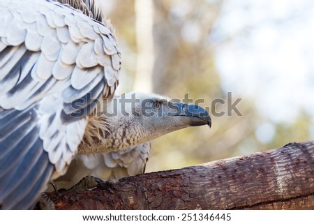 Close up,low level,back lit view of South African Vulture about to take off from branch in forest