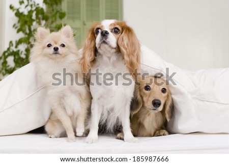 three dogs sitting on sofa