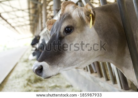cow in cattle shed