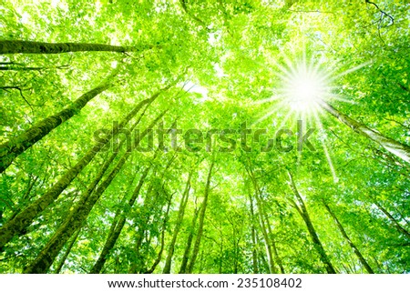 Sunlight filtering through trees and freshly green beech trees