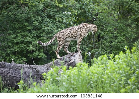A breathtaking side shot of a cheetah standing on a big tree log, looking down as if they are ready to take action or anxiously awaiting prey.