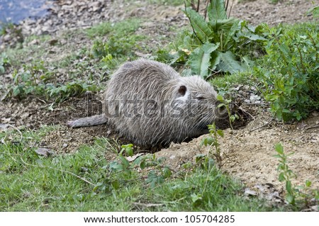 A cute, little beaver digging around in the dirt.