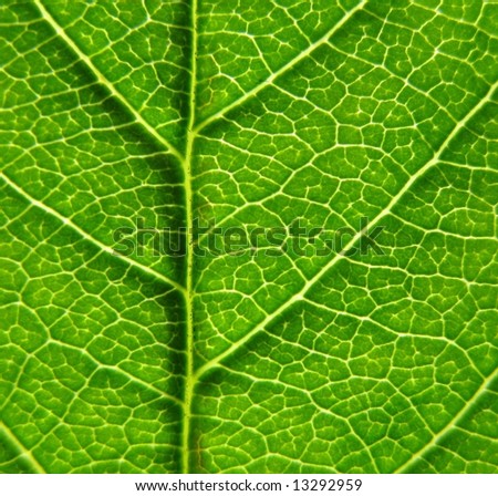Dark green leaf background