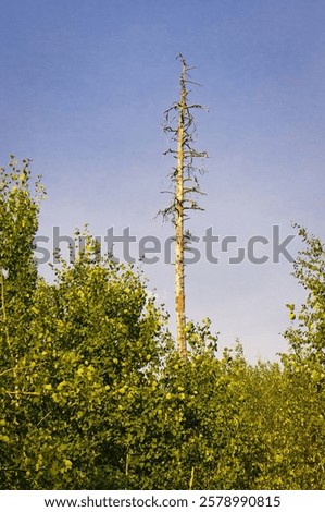Similar – Image, Stock Photo Dead tree above the Achensee in Tirol in Austria