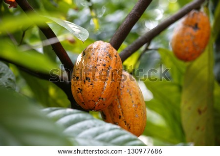 Cocoa Nuts in a Spice Farm, Goa State, India.