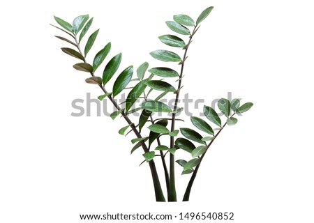 Similar – Image, Stock Photo peak Nature Plant Leaf