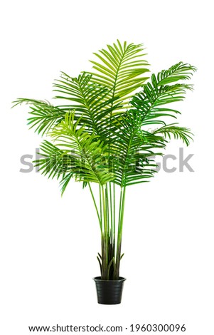 Similar – Image, Stock Photo peak Nature Plant Leaf