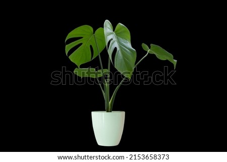 Similar – Image, Stock Photo peak Nature Plant Leaf