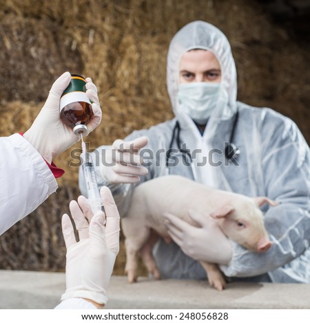 Veterinarian holding a pig while nurse giving the vaccine.