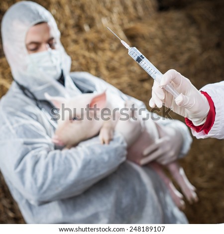 Veterinarian holding a pig while nurse giving the vaccine.