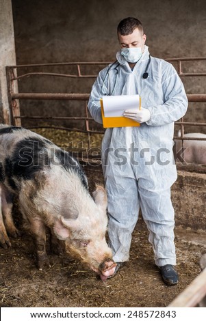 Veterinarian inspects and controlling  a pig.