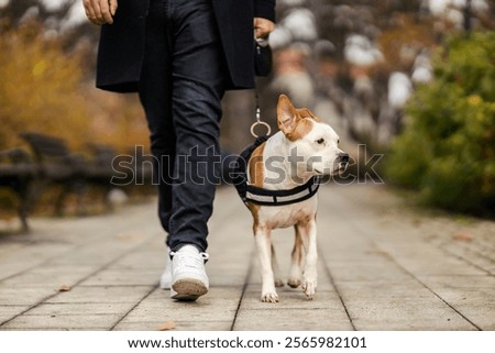 Similar – Image, Stock Photo Unrecognizable man walking on roadside on crossing